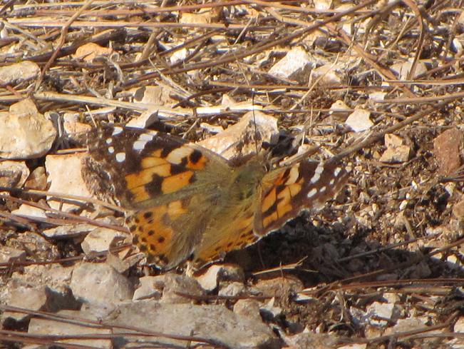 Vanessa cardui? - S